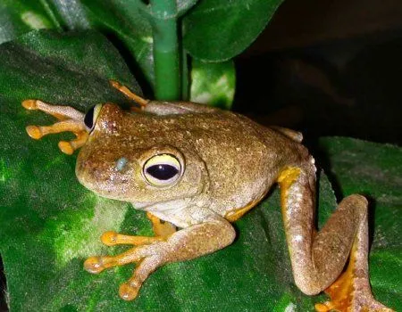 fotos-de-animales - reptiles