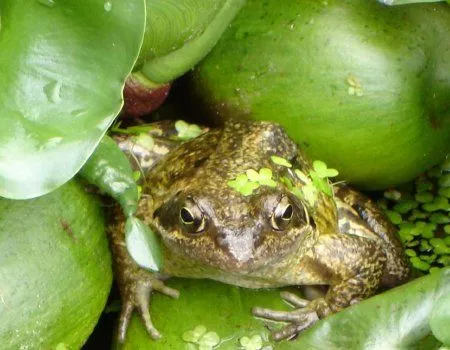 Fondos de pantalla de ranas. Wallpapers. Fondos de escritorio. Fondos de pantalla de ranas. Wallpapers. Fondos de escritorio.