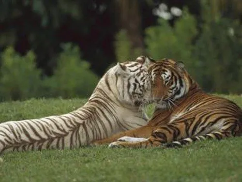 Hermosos tigres para tu PC | Software, utilidades, temas para ... Hermosos tigres para tu PC | Software, utilidades, temas para ...