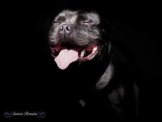 Perros pitbull para fondo de pantalla - Imagui Perros pitbull para fondo de pantalla - Imagui