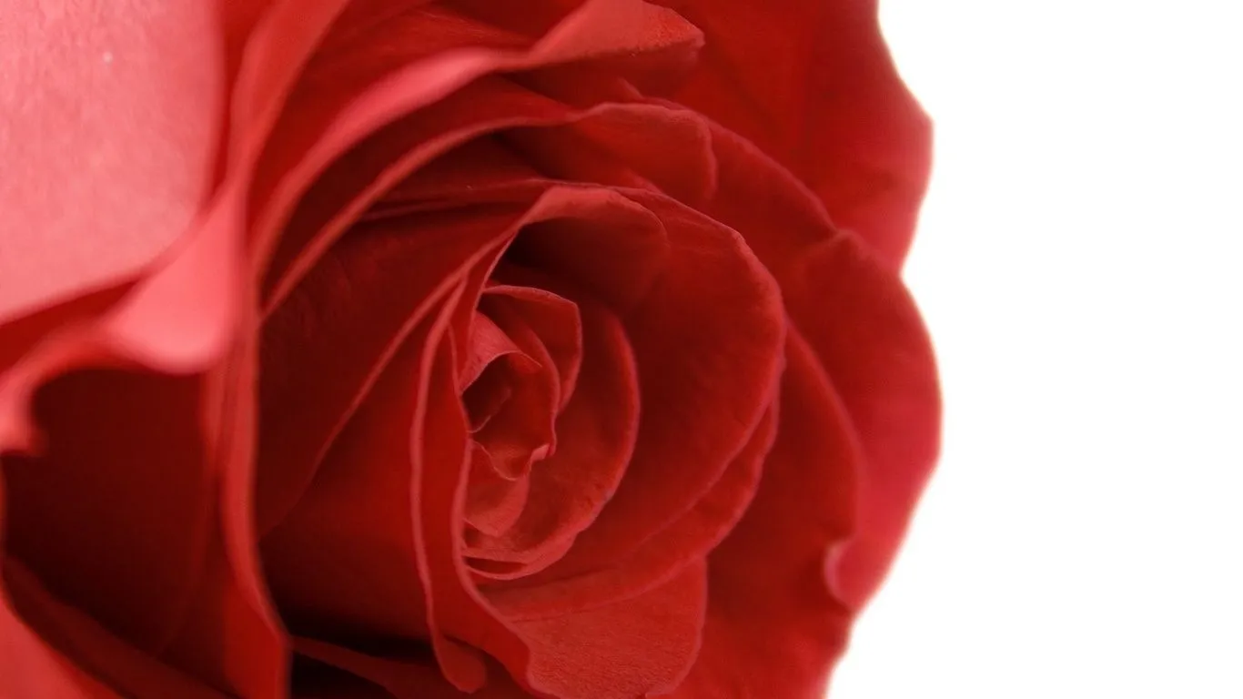 Fondos de pantalla superior, pétalos rojos, flores, foto Imágenes HD ...