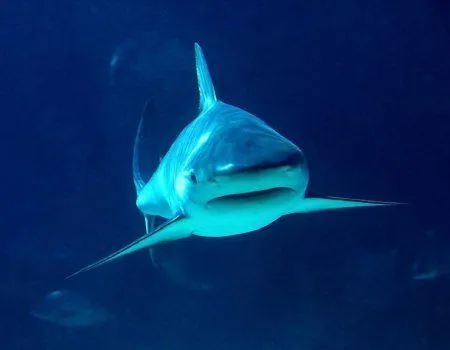 Fondos de pantalla de tiburones. Wallpapers. Fondos de escritorio.