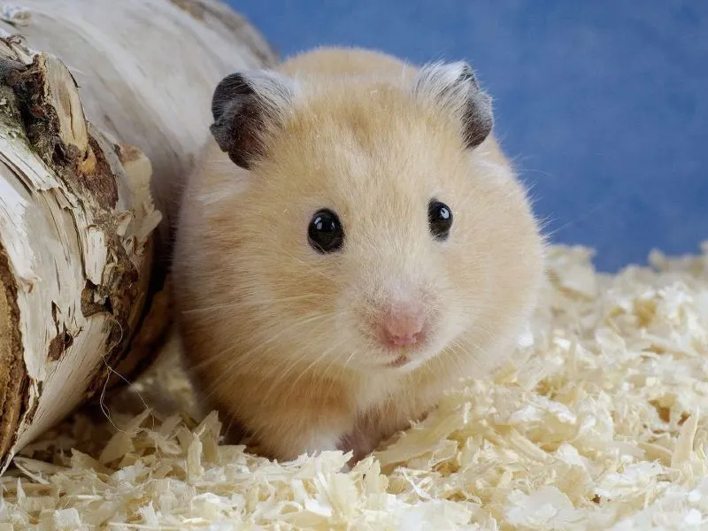 fondos de pantalla de Tierno Hamster. wallpapers de Tierno Hamster fondos de pantalla de Tierno Hamster. wallpapers de Tierno Hamster