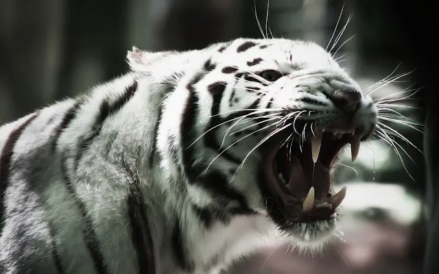 Fondos de pantalla Tigre blanco furioso | Fondos de pantalla HD Fondos de pantalla Tigre blanco furioso | Fondos de pantalla HD
