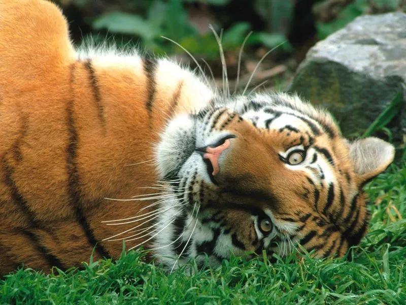fondos de pantalla de Tigre Tierno. wallpapers de Tigre Tierno fondos de pantalla de Tigre Tierno. wallpapers de Tigre Tierno