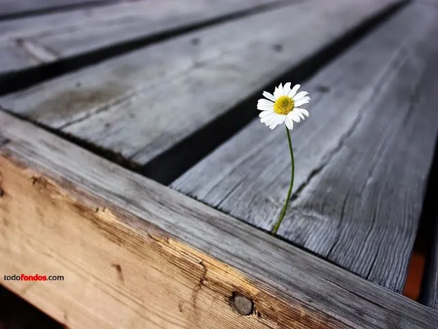 Fondos de Pantalla Para un Día Triste | Fotos e Imágenes en FOTOBLOG X Fondos de Pantalla Para un Día Triste | Fotos e Imágenes en FOTOBLOG X