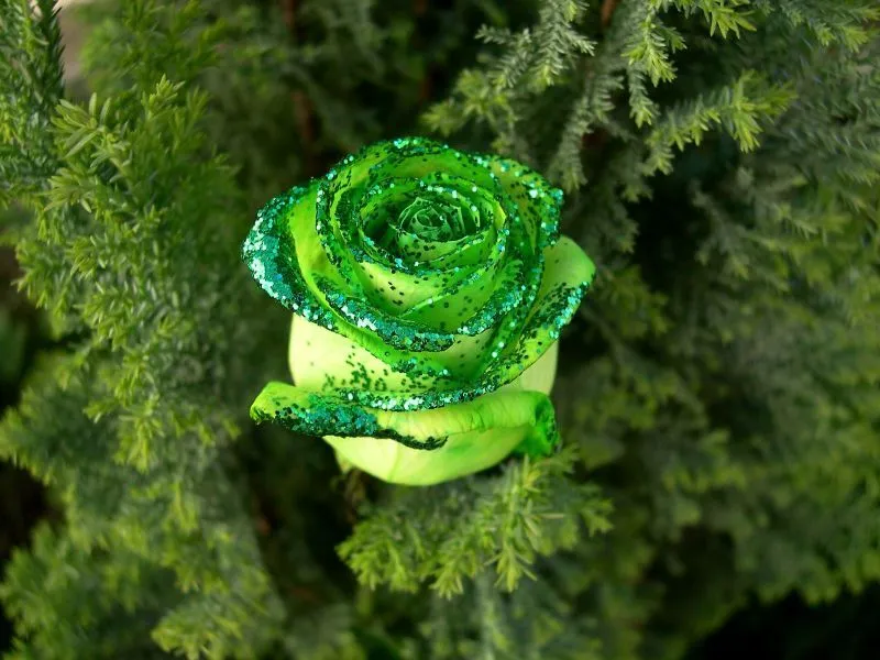 fondos de pantalla de Verde Rosa. wallpapers de Verde Rosa
