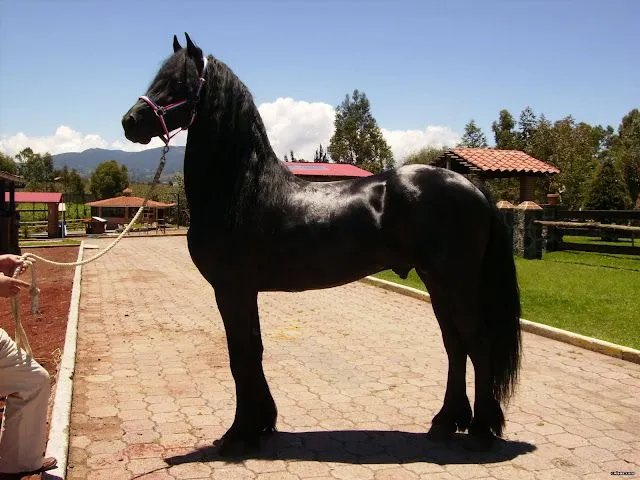 LOS FONDOS DE PANTALLAS MAS CHIDOS: Otros de Caballos LOS FONDOS DE PANTALLAS MAS CHIDOS: Otros de Caballos