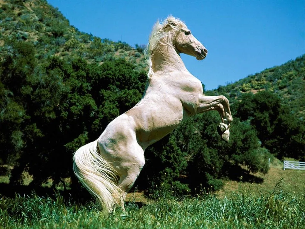 LOS FONDOS DE PANTALLAS MAS CHIDOS: Fondos de Caballos LOS FONDOS DE PANTALLAS MAS CHIDOS: Fondos de Caballos
