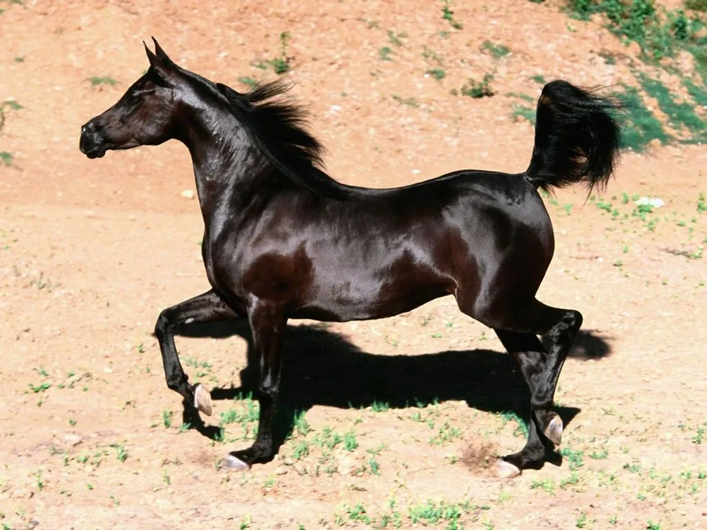 LOS FONDOS DE PANTALLAS MAS CHIDOS: Fondos de Caballos LOS FONDOS DE PANTALLAS MAS CHIDOS: Fondos de Caballos