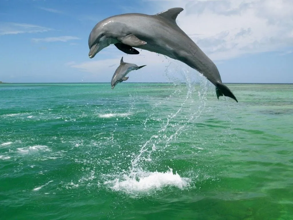 LOS FONDOS DE PANTALLAS MAS CHIDOS: Fondos de Delfines LOS FONDOS DE PANTALLAS MAS CHIDOS: Fondos de Delfines
