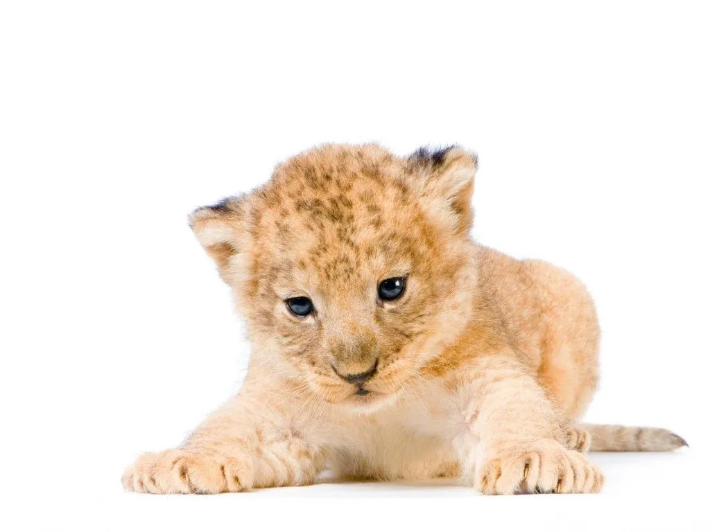 LOS FONDOS DE PANTALLAS MAS CHIDOS: Fondos de Leones LOS FONDOS DE PANTALLAS MAS CHIDOS: Fondos de Leones