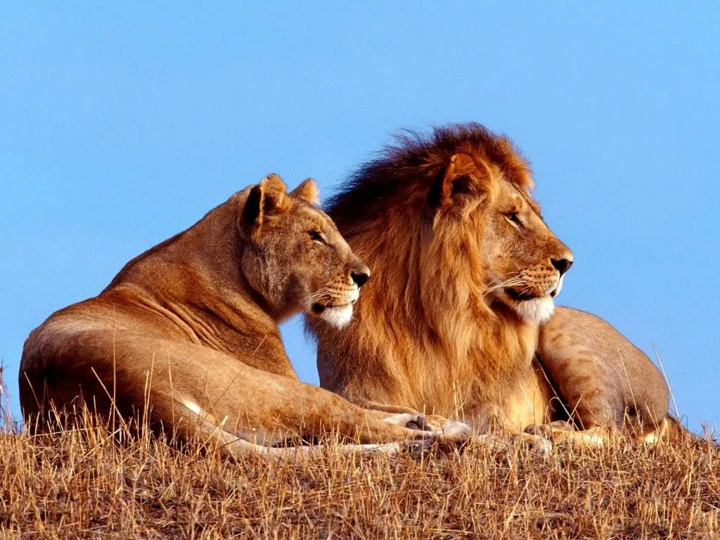 LOS FONDOS DE PANTALLAS MAS CHIDOS: Fondos de Leones LOS FONDOS DE PANTALLAS MAS CHIDOS: Fondos de Leones