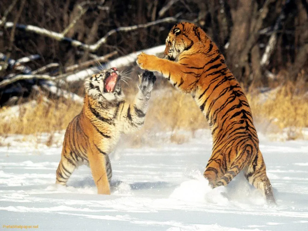 LOS FONDOS DE PANTALLAS MAS CHIDOS: Fondos de Tigres LOS FONDOS DE PANTALLAS MAS CHIDOS: Fondos de Tigres