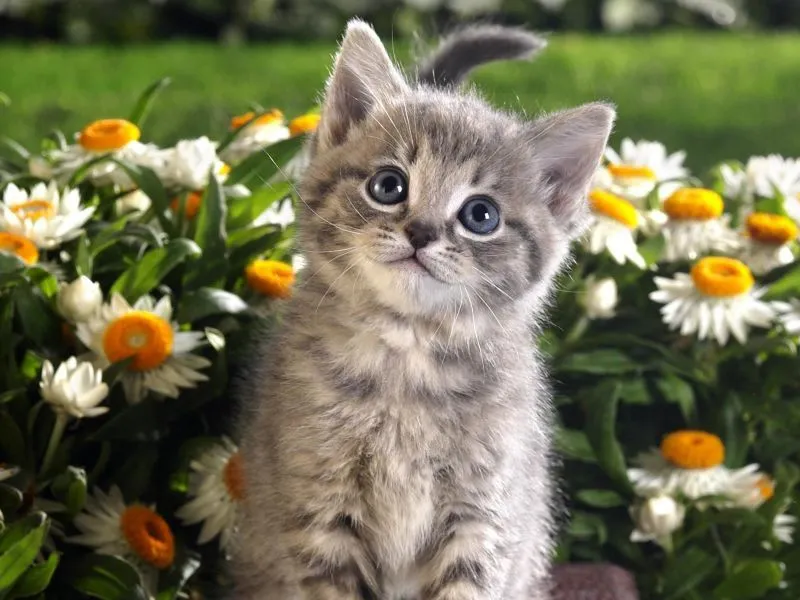 Fondos de pantallas de gatitos tiernos - Imagui Fondos de pantallas de gatitos tiernos - Imagui