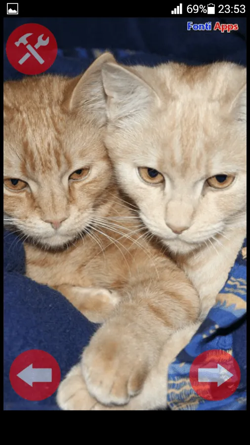 Fondos Perros y Gatos - Android Apps on Google Play Fondos Perros y Gatos - Android Apps on Google Play