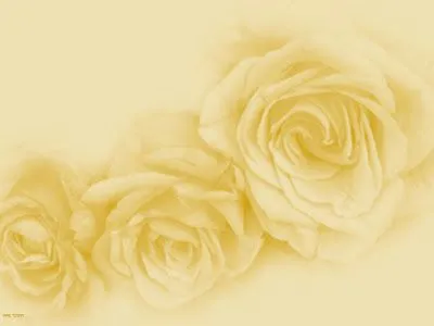 Fondos y Postales: Rosas para pedir perdón.. Fondos y Postales: Rosas para pedir perdón..