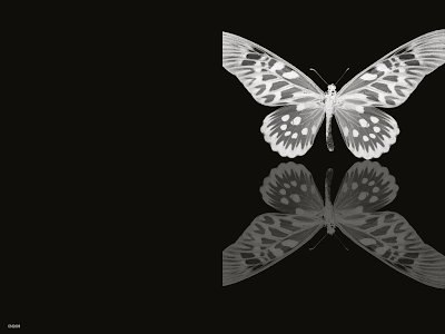 Fondos y Postales: tarjeta mariposa en blanco y negro Fondos y Postales: tarjeta mariposa en blanco y negro