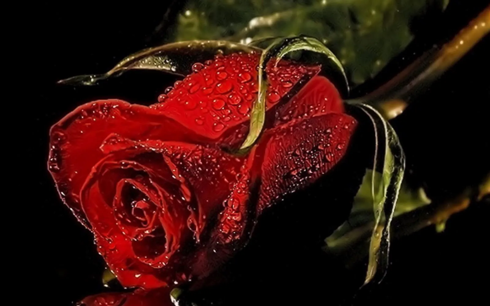 Fondos de Rosas Rojas ~ Fondos de Pantalla