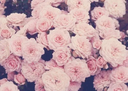 Fondos rosados tumblr - Imagui