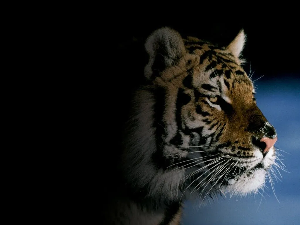 Fondos de Tigres - Wallpapers de Tigres ~ Fondos de Pantalla