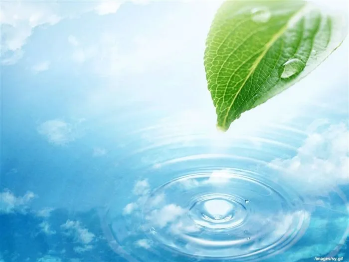Marca de agua fresca fondos de escritorio de hoja verde #1 - Fondo ... Marca de agua fresca fondos de escritorio de hoja verde #1 - Fondo ...