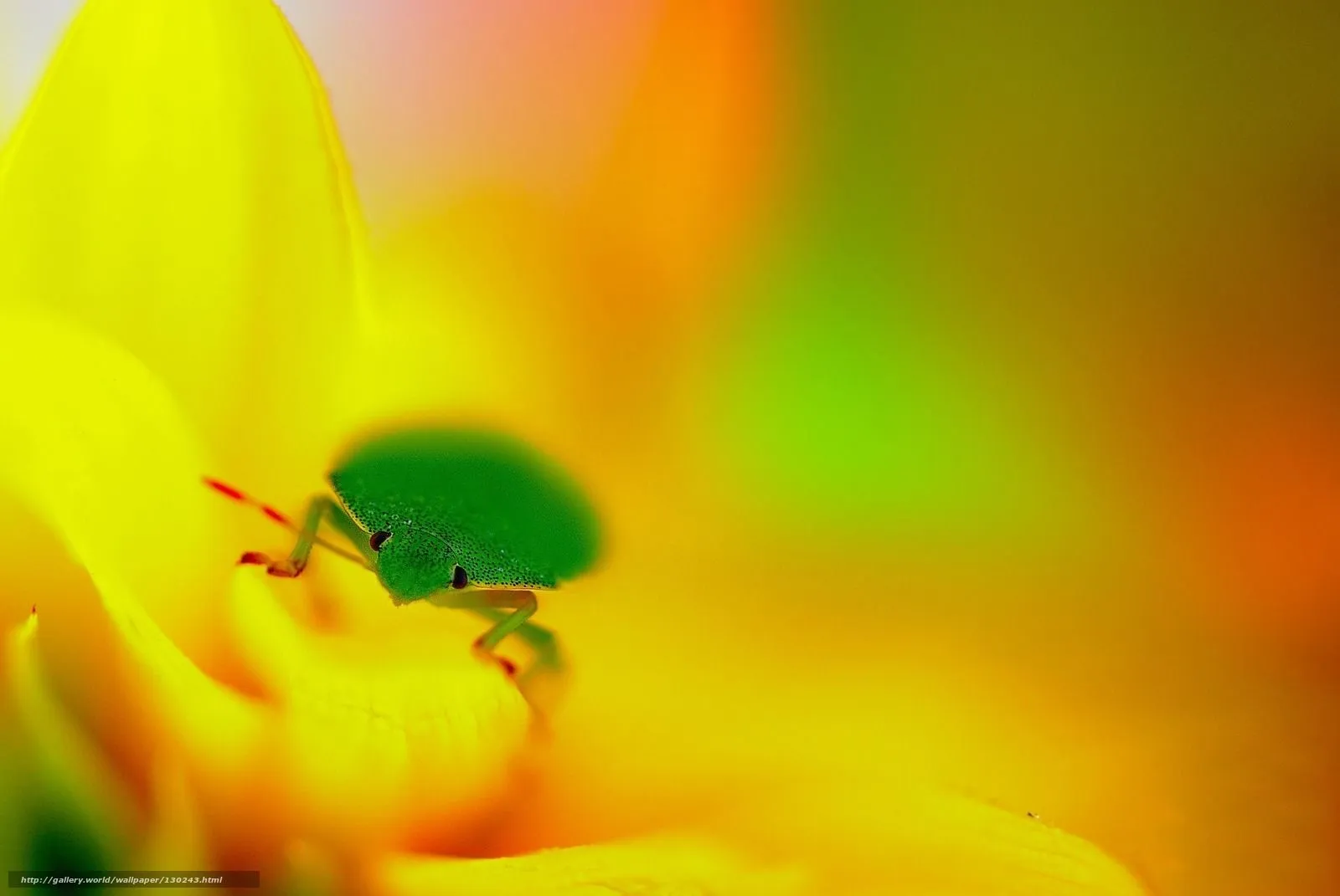 HQ pétalos amarillos, ojos verdes, insectos, foco, fondo, 1920x1285 ... HQ pétalos amarillos, ojos verdes, insectos, foco, fondo, 1920x1285 ...