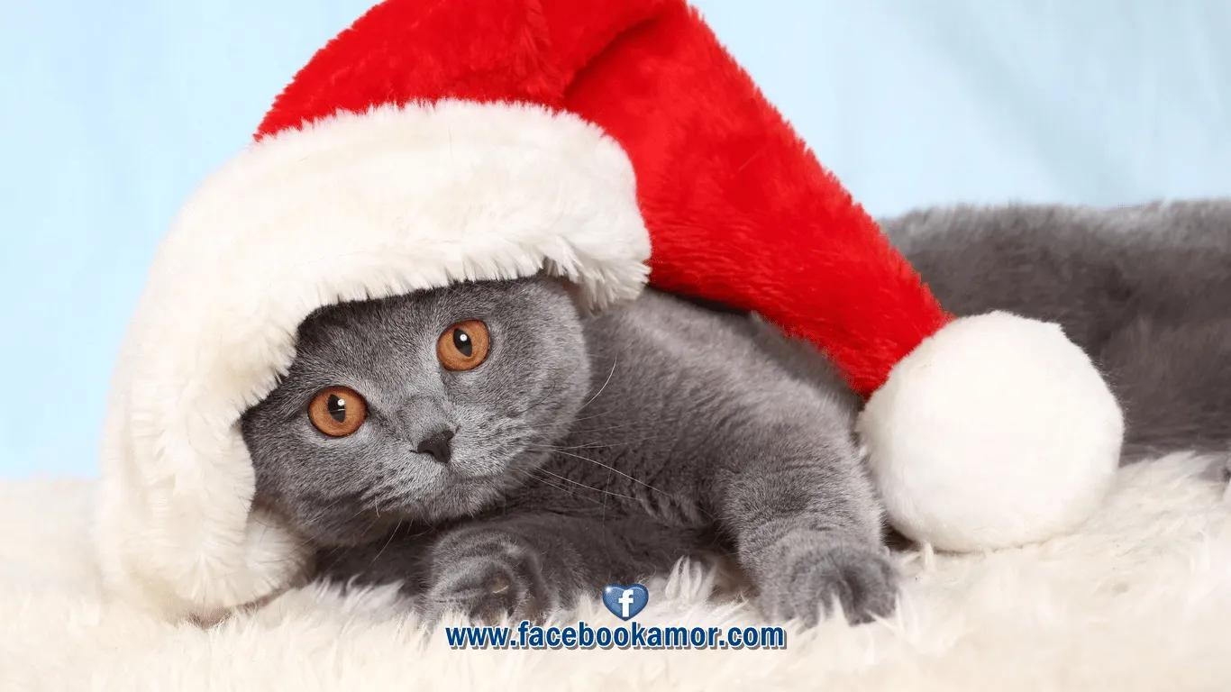 Fondos y wallpapers para Navidad y Año Nuevo 2013 gratis Imagenes ... Fondos y wallpapers para Navidad y Año Nuevo 2013 gratis Imagenes ...