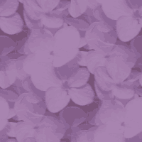 fondos web lilas, fondos gratis de color lila fondos web lilas, fondos gratis de color lila