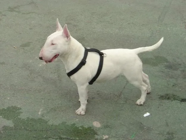 Fonsbulls Guadalajara: Criadero de Bull Terrier Ingles para venta ... Fonsbulls Guadalajara: Criadero de Bull Terrier Ingles para venta ...