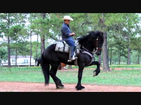 For Sale Se Vende Friesian Caballos Bailadores con Banda -- Shadow ...