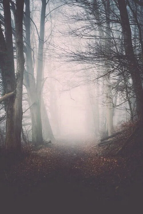 forest bosque | Tumblr