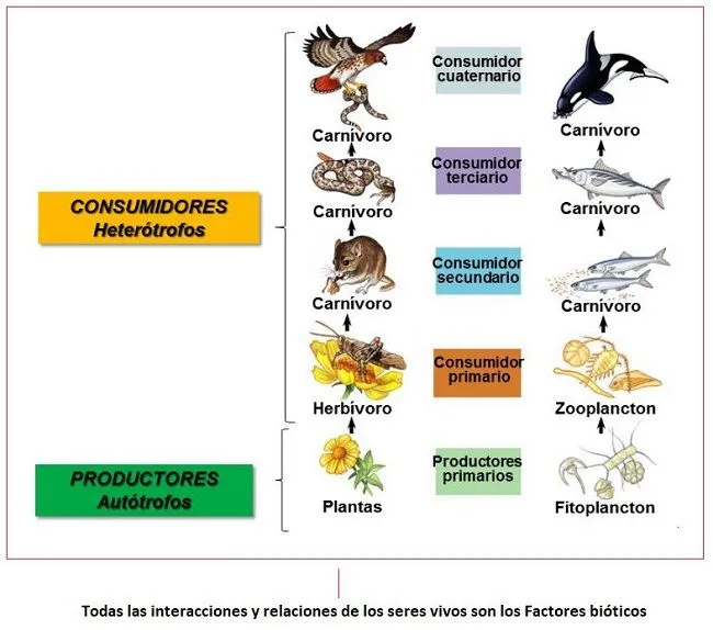 Cómo se forma la cadena alimenticia? - Cadena alimenticia Cómo se forma la cadena alimenticia? - Cadena alimenticia