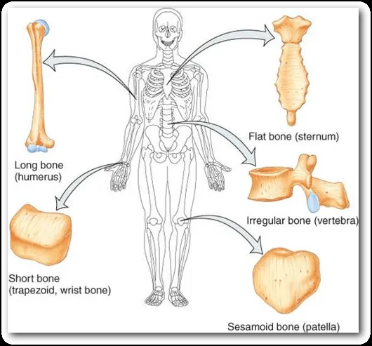 La forma de los huesos | El Cuerpo Humano