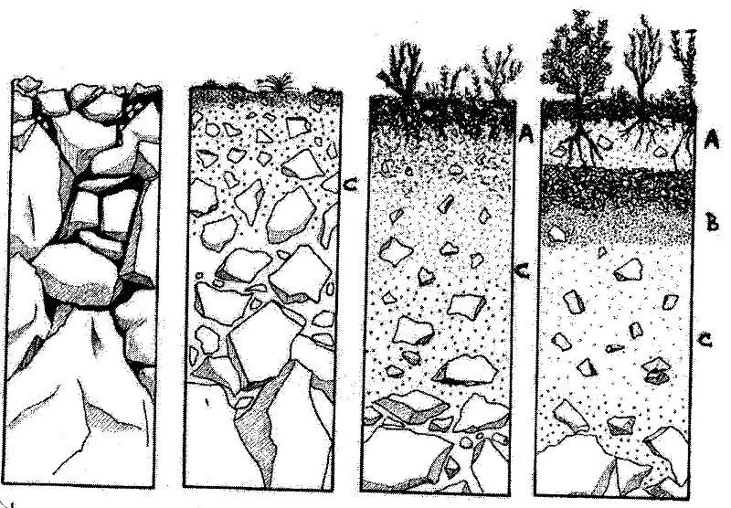 La Formación del Suelo, el Agua, la Agricultura y el ... La Formación del Suelo, el Agua, la Agricultura y el ...