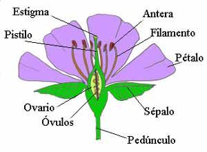  formada por los pétalos que son las piezas coloreadas de las flores ...