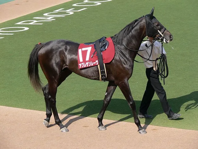 7 formas de entrenar un caballo de carreras - wikiHow 7 formas de entrenar un caballo de carreras - wikiHow