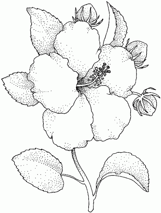 Dibujo para pintar flores - Imagui