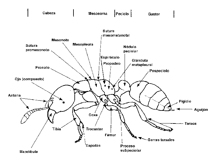 Formicidae, el mundo de las hormigas