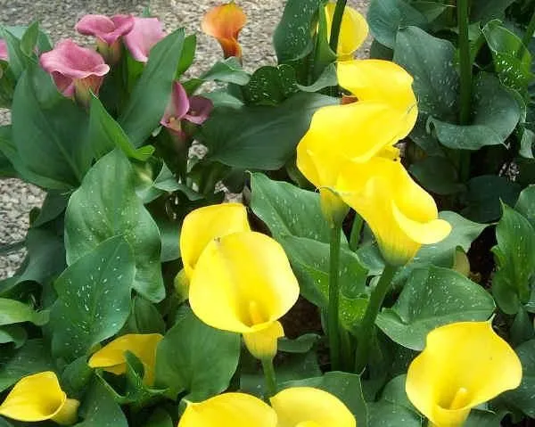 Plantas de alcatraces - Imagui