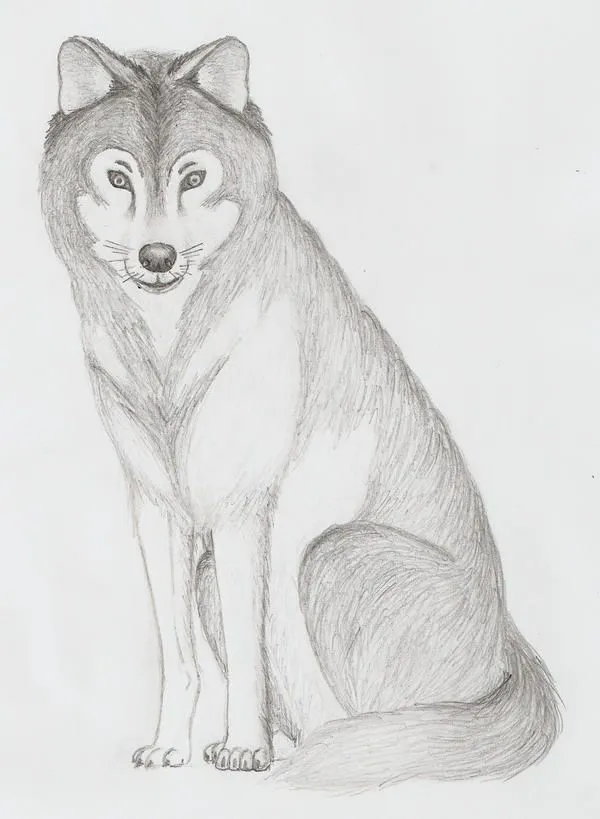 lobo