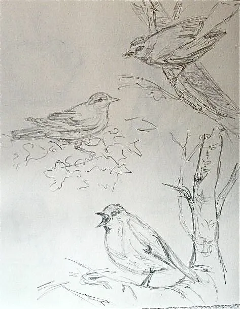 Pajaros a lapiz - Imagui