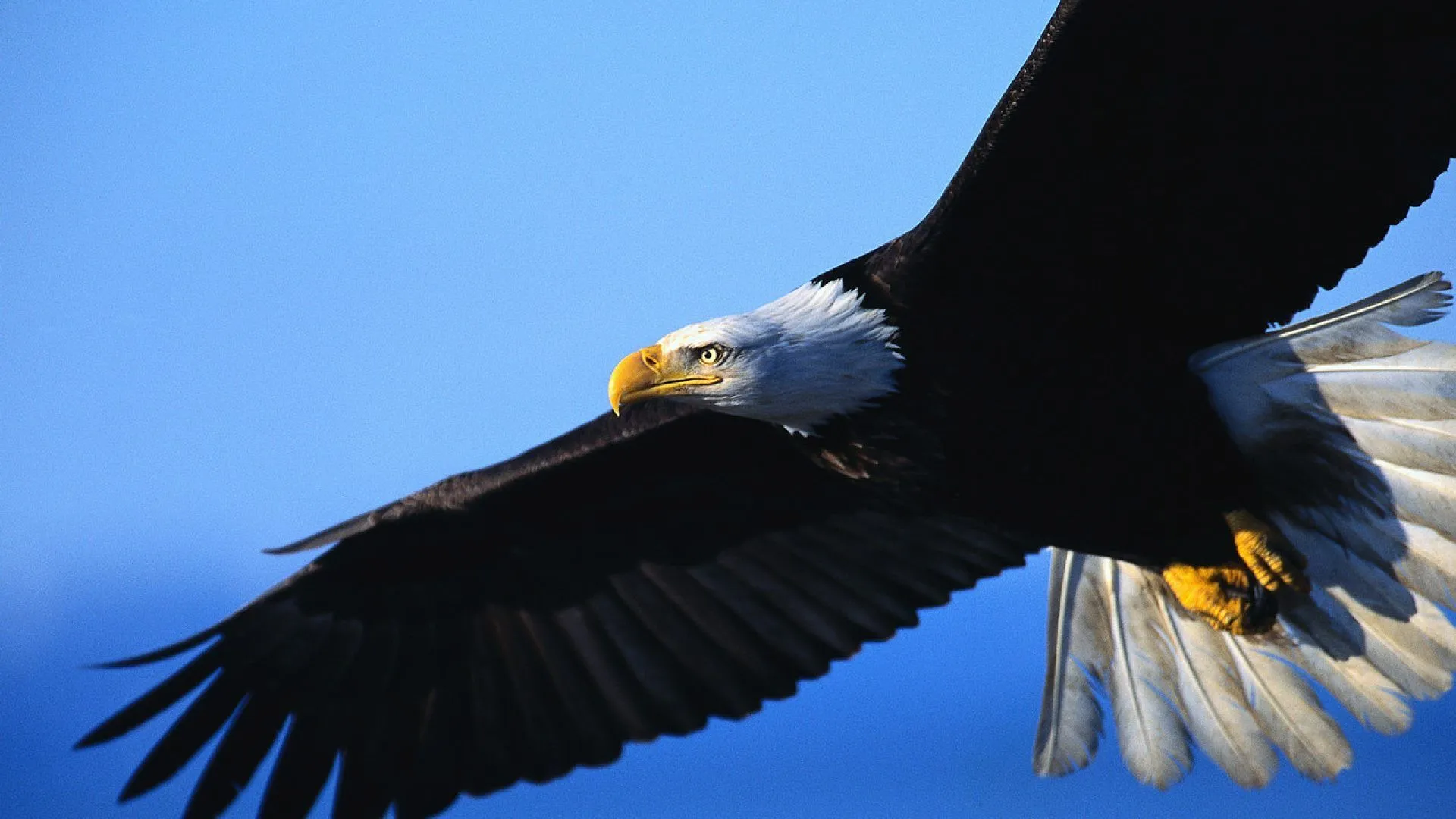 Foto de un águila - 1920x1080 :: Fondos de pantalla y wallpapers Foto de un águila - 1920x1080 :: Fondos de pantalla y wallpapers