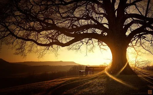 Foto Bazar: banco y árbol a la luz del atardecer - arte digital ... Foto Bazar: banco y árbol a la luz del atardecer - arte digital ...