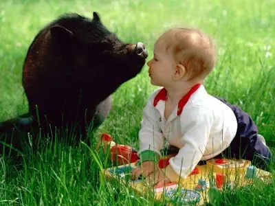 cerdito y bebe tierno animales fotografias