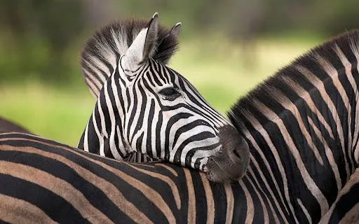Foto Bazar: cría de cebra - animales - tierno - fotografía ... Foto Bazar: cría de cebra - animales - tierno - fotografía ...