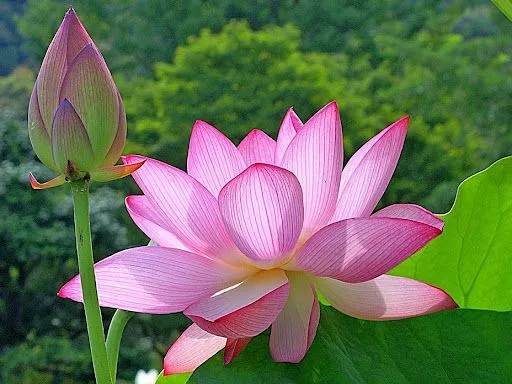 Foto Bazar: flor rosa - colores - naturaleza - wallpaper Foto Bazar: flor rosa - colores - naturaleza - wallpaper