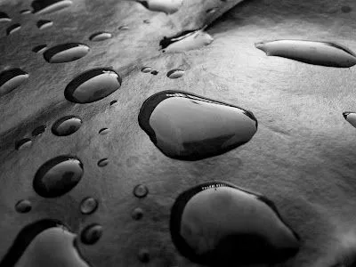 Foto Bazar: gotas de agua en blanco y negro - wallpaper - Foto Bazar: gotas de agua en blanco y negro - wallpaper -