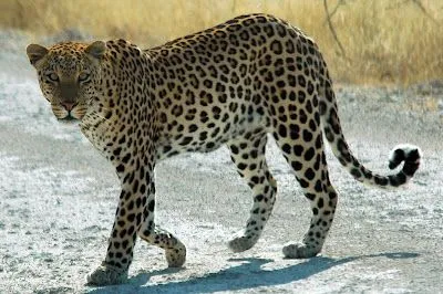 Foto Bazar: leopardo (Panthera pardus) - Parque Nacional Etosha ...