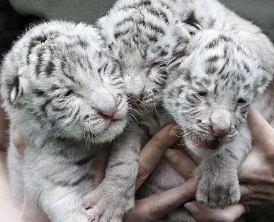 Foto Bazar: Tigres de Bengala